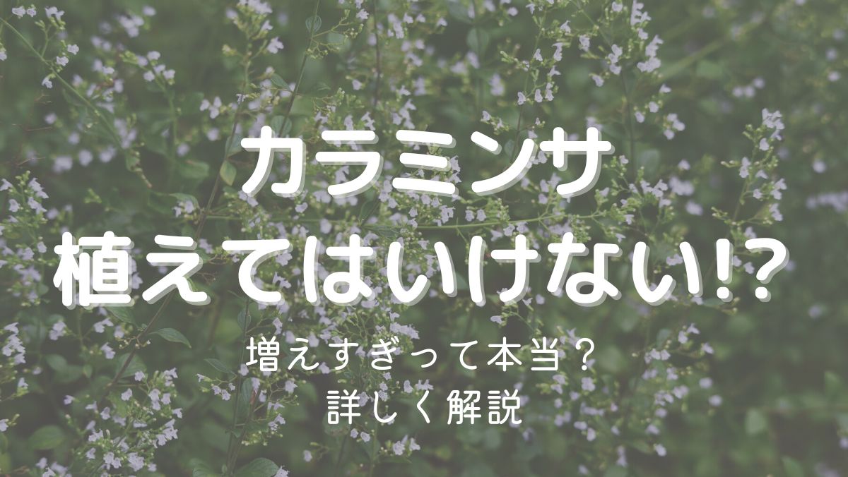 カラミンサを植えてはいけない理由は増えすぎるから？対処法も解説