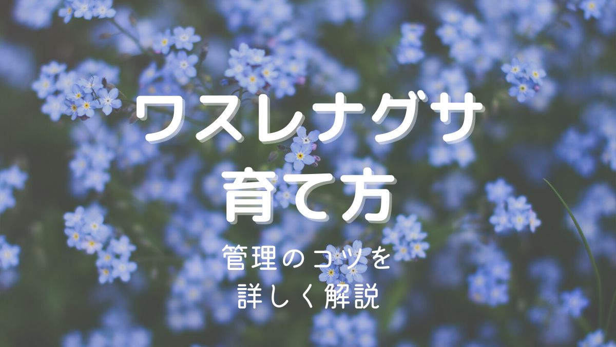 ワスレナグサの育て方と管理のコツを初心者にもわかりやすく解説