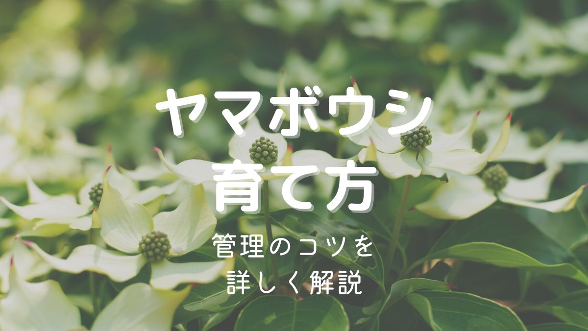 ヤマボウシの育て方と管理のコツを初心者にもわかりやすく解説