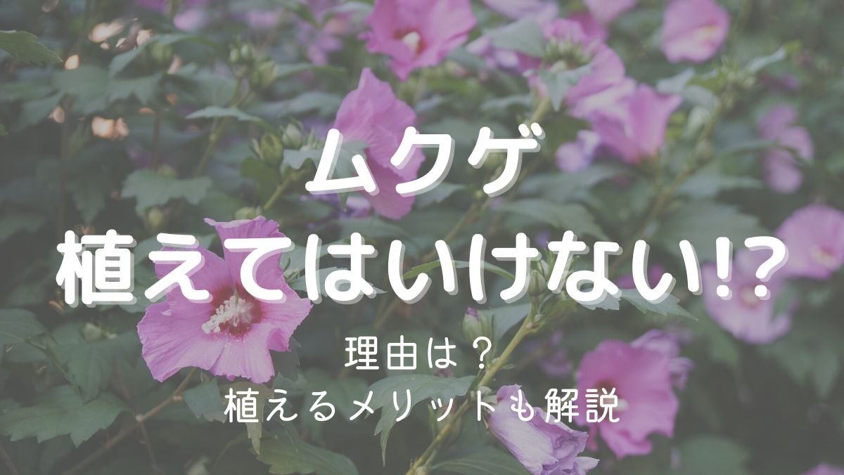 ムクゲを植えてはいけないのは本当？植えるメリットも解説