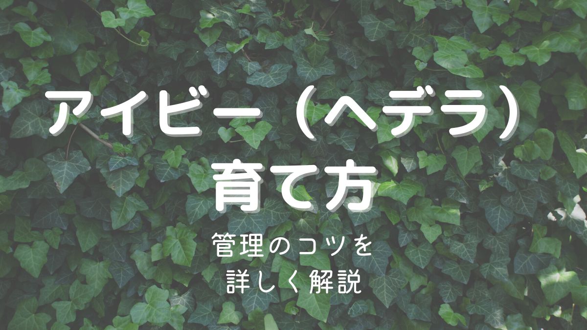 アイビー（ヘデラ）の育て方とと管理のコツを初心者にもわかりやすく解説