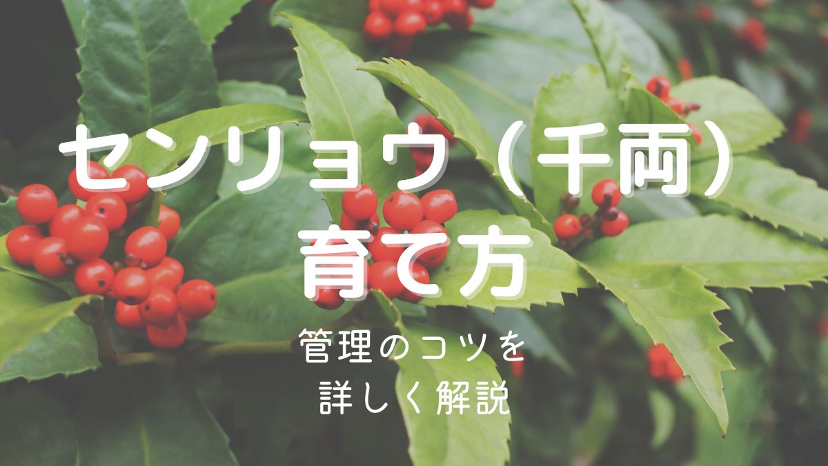 センリョウの育て方と管理のコツを初心者にもわかりやすく解説