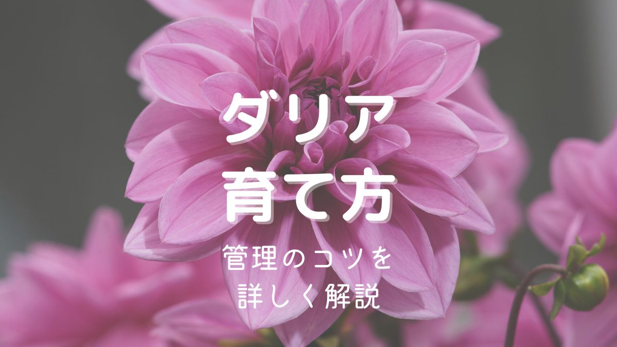 ダリアの育て方と管理のコツを初心者にもわかりやすく解説