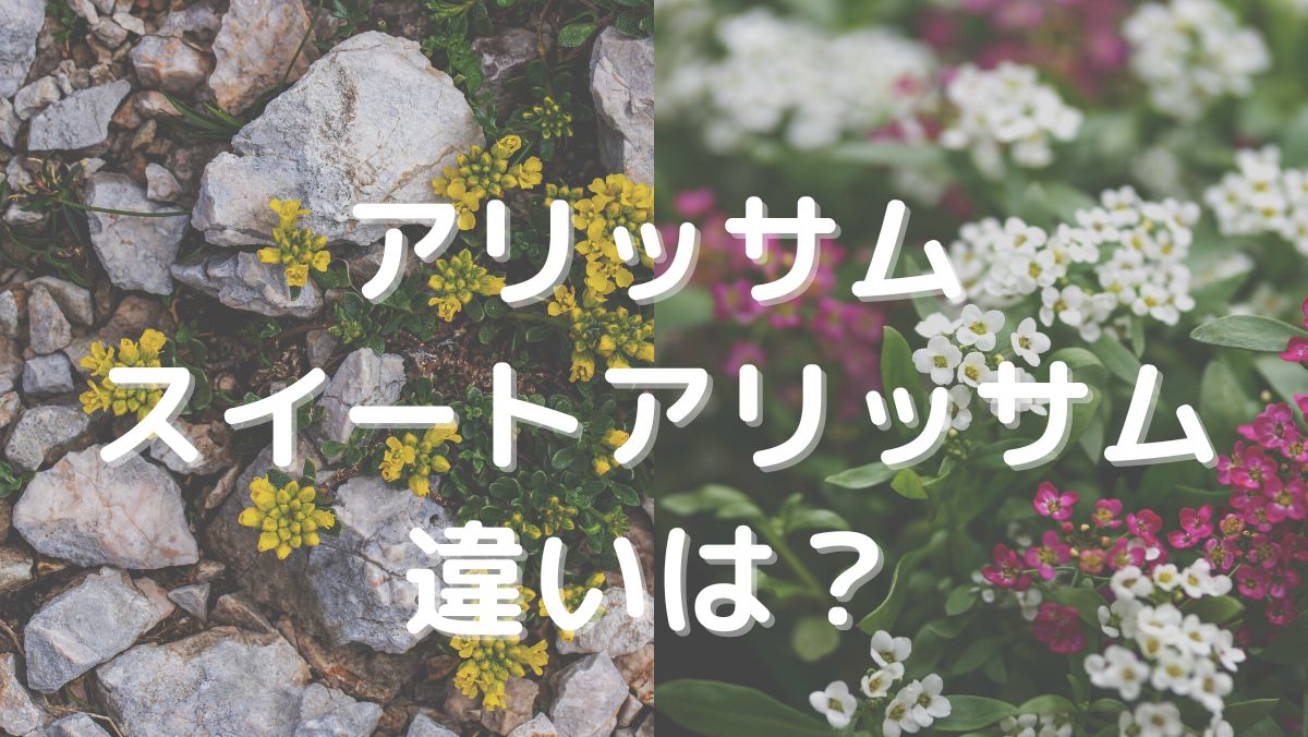 アリッサムとスイートアリッサムの違いは？学名や分類、花色などで解説