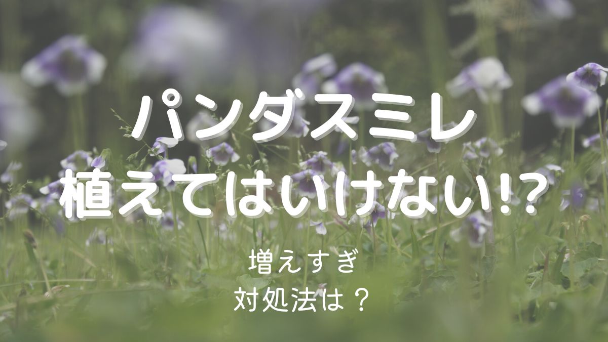 パンダスミレを植えてはいけない理由は増えすぎるから！対処法も解説