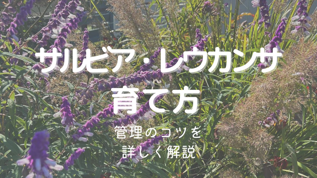 サルビア・レウカンサ(アメジストセージ)の育て方と管理のコツを解説