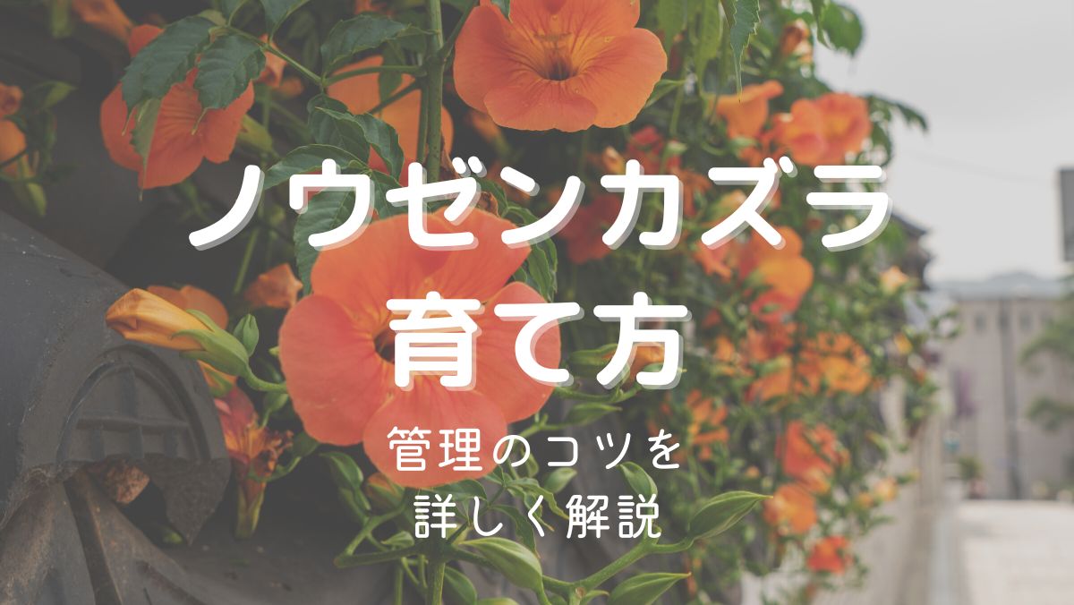 ノウゼンカズラの育て方と管理のコツを初心者にもわかりやすく解説