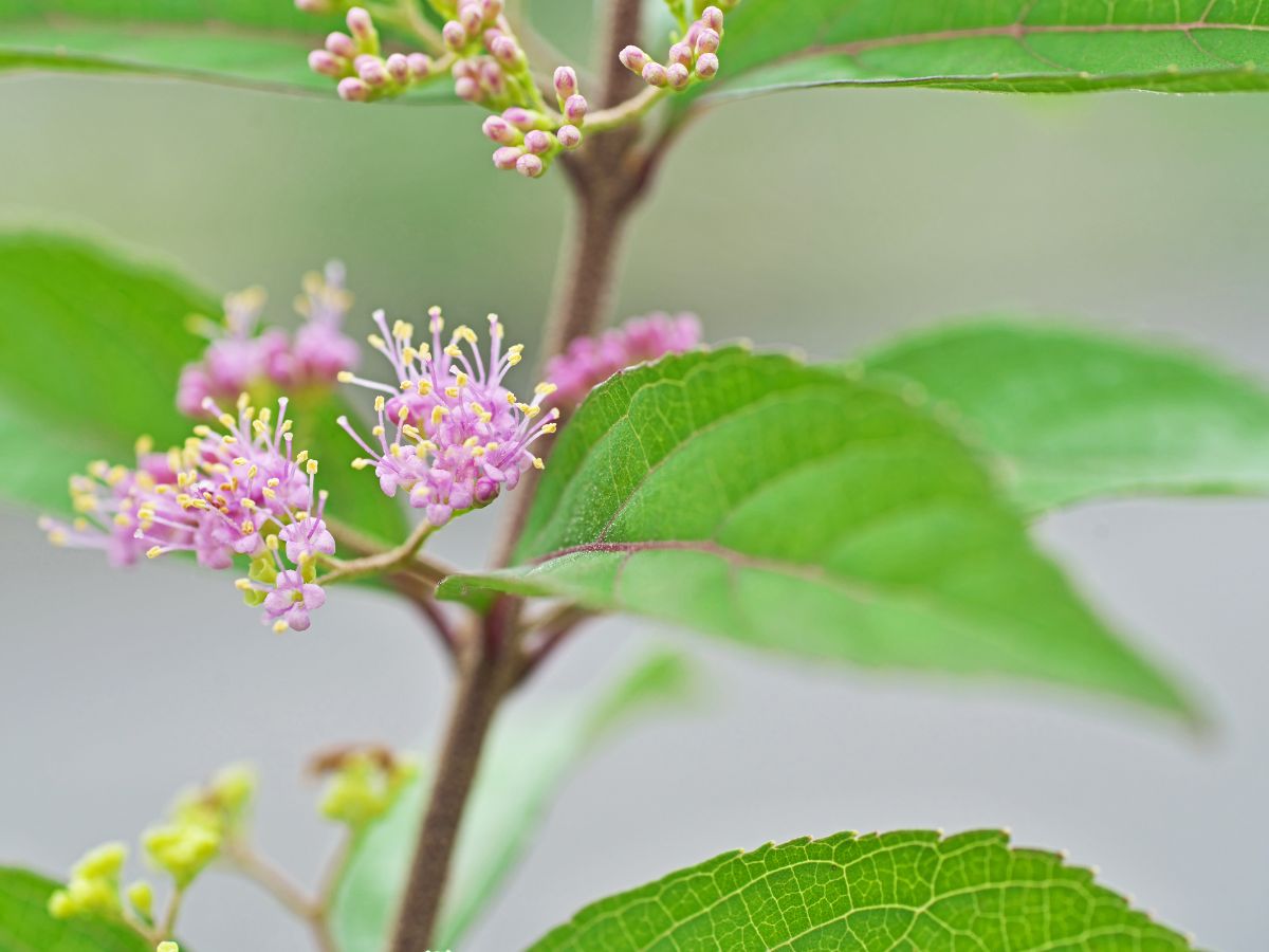 ムラサキシキブの花