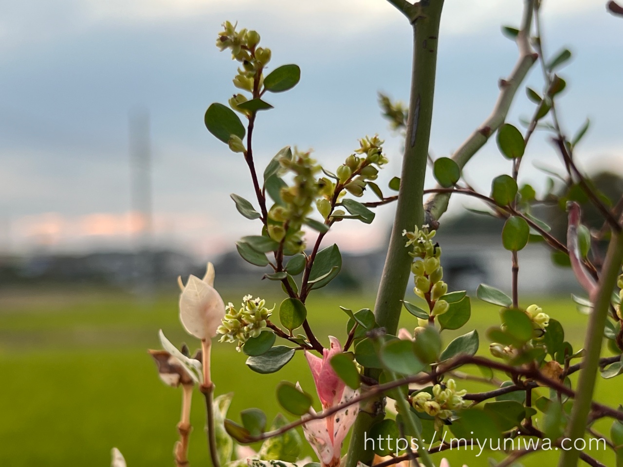 ワイヤープランツの花