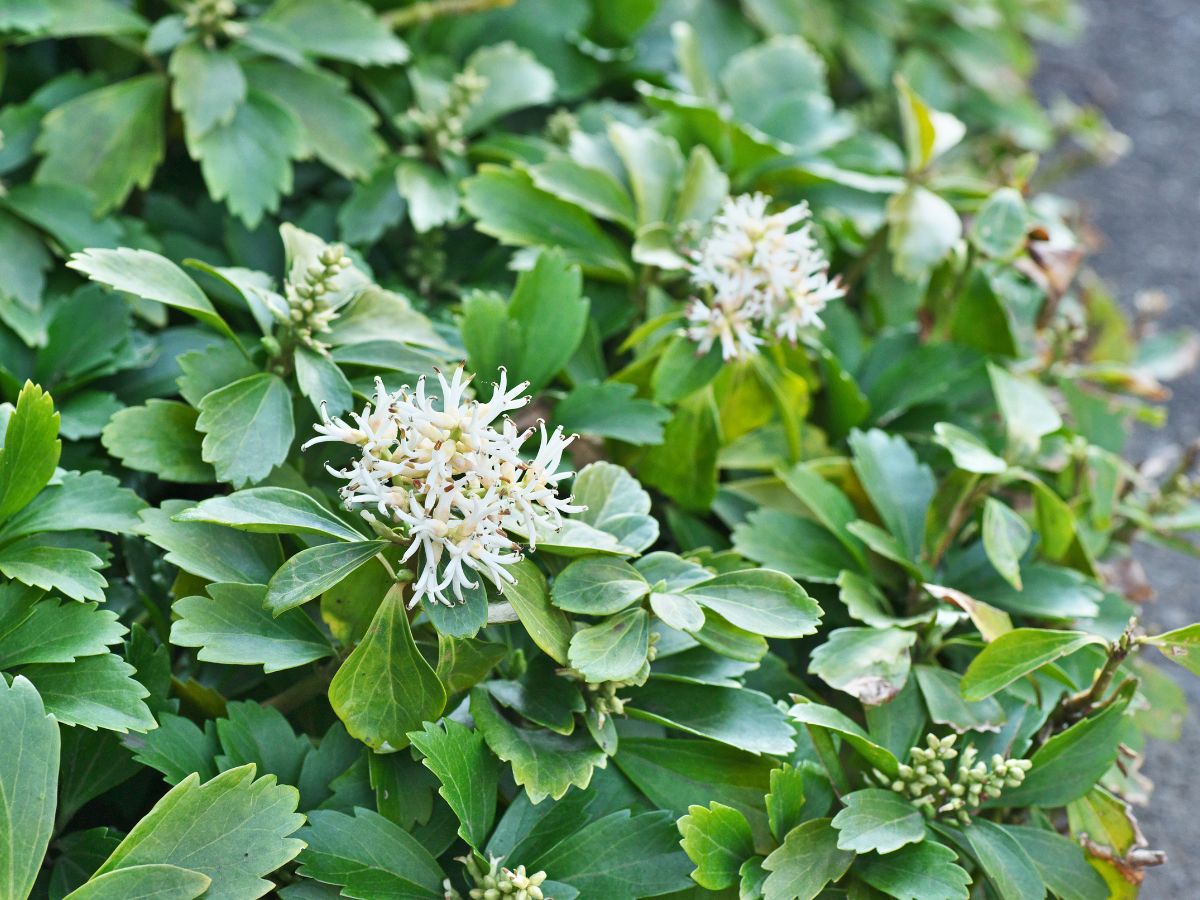 フッキソウを植えるときの対処法