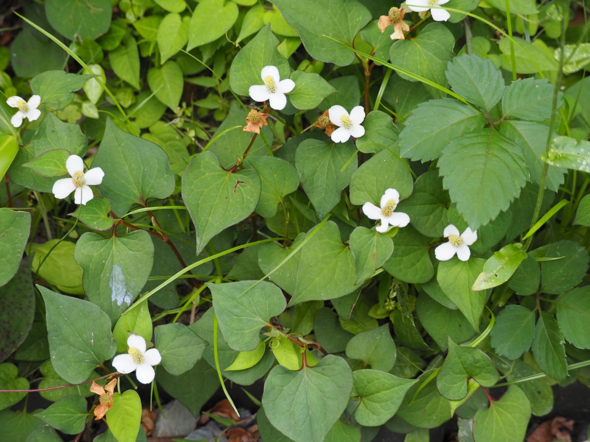 ドクダミを植えてはいけない理由