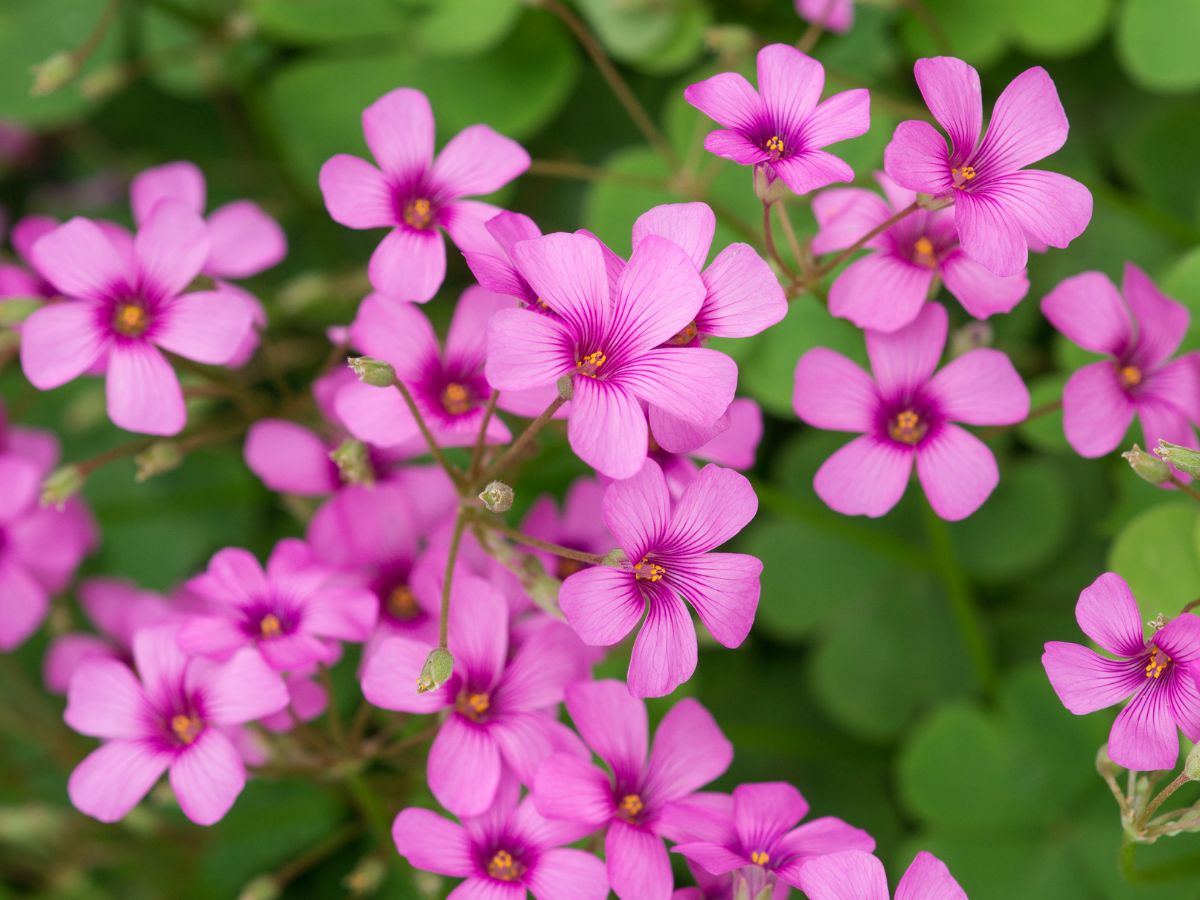 オキザリスを植えるときの対処法