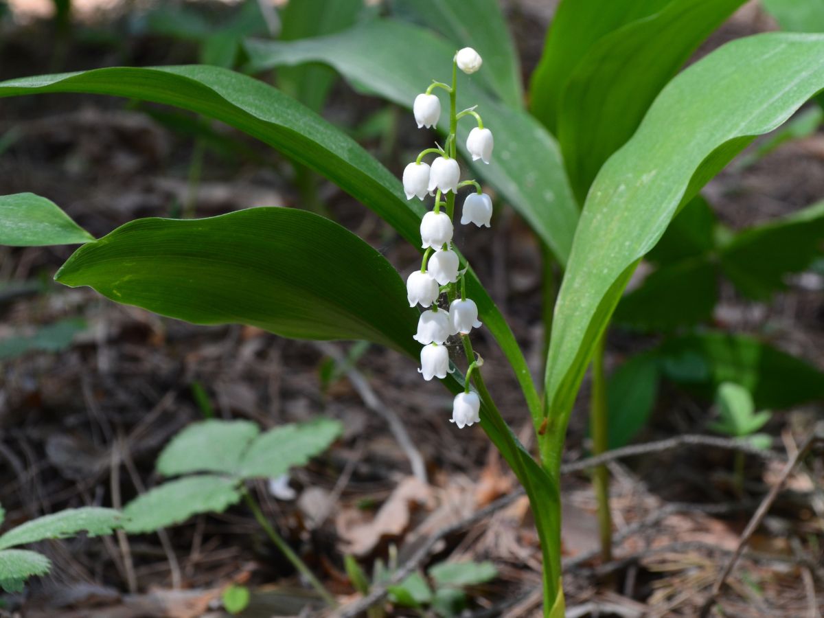 すずらんの花が咲かない原因と咲かせるための対処法｜日照不足