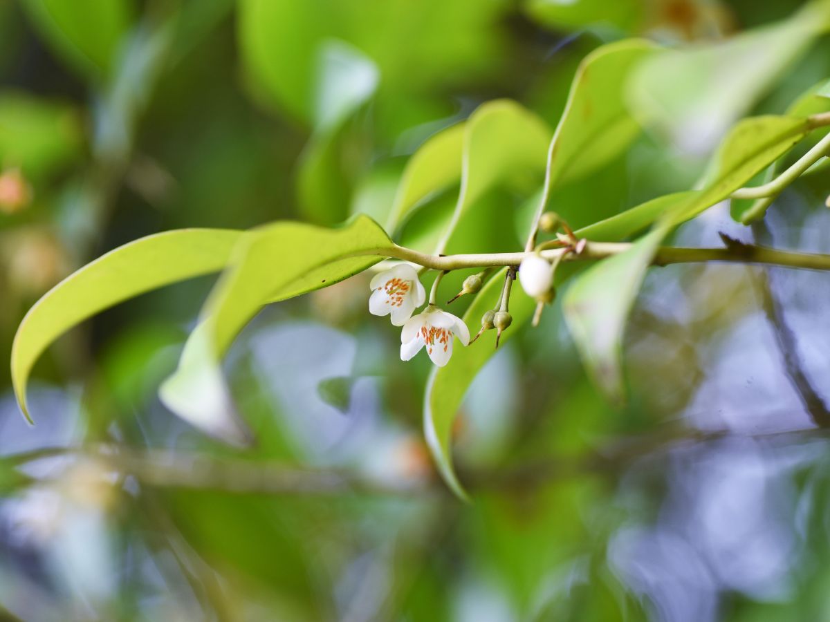 サカキ（榊）の育て方｜購入から植え付けまで