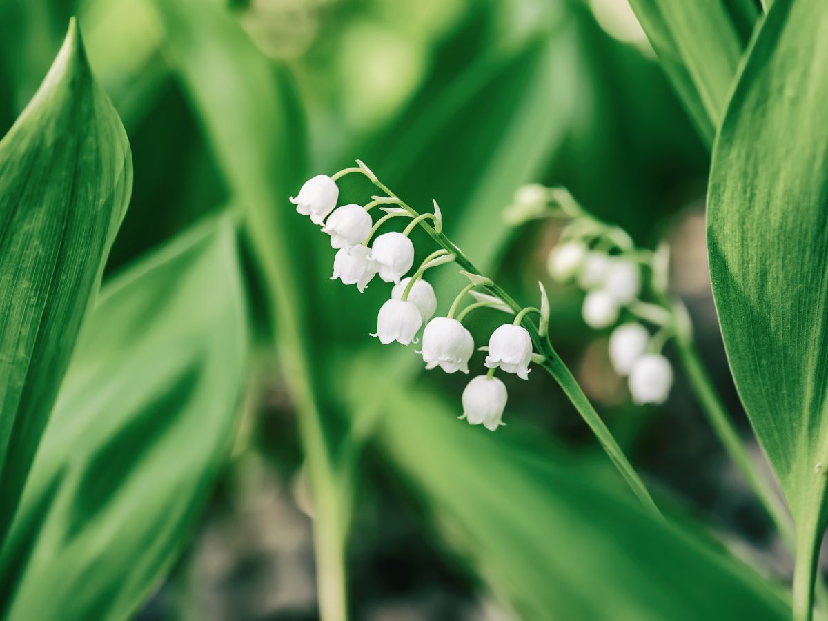 すずらんの花が咲かない原因と咲かせるための対処法｜地下茎が混みあっている