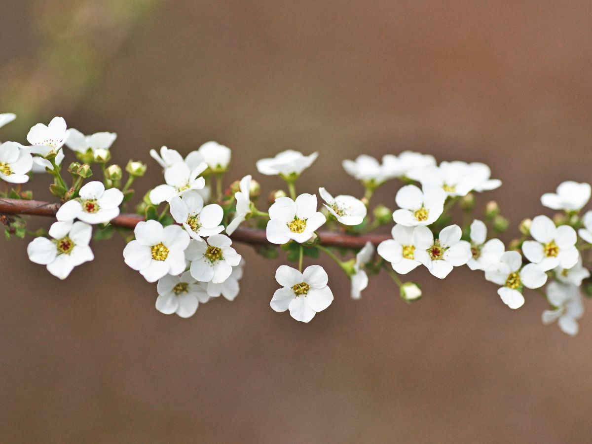 ユキヤナギの花