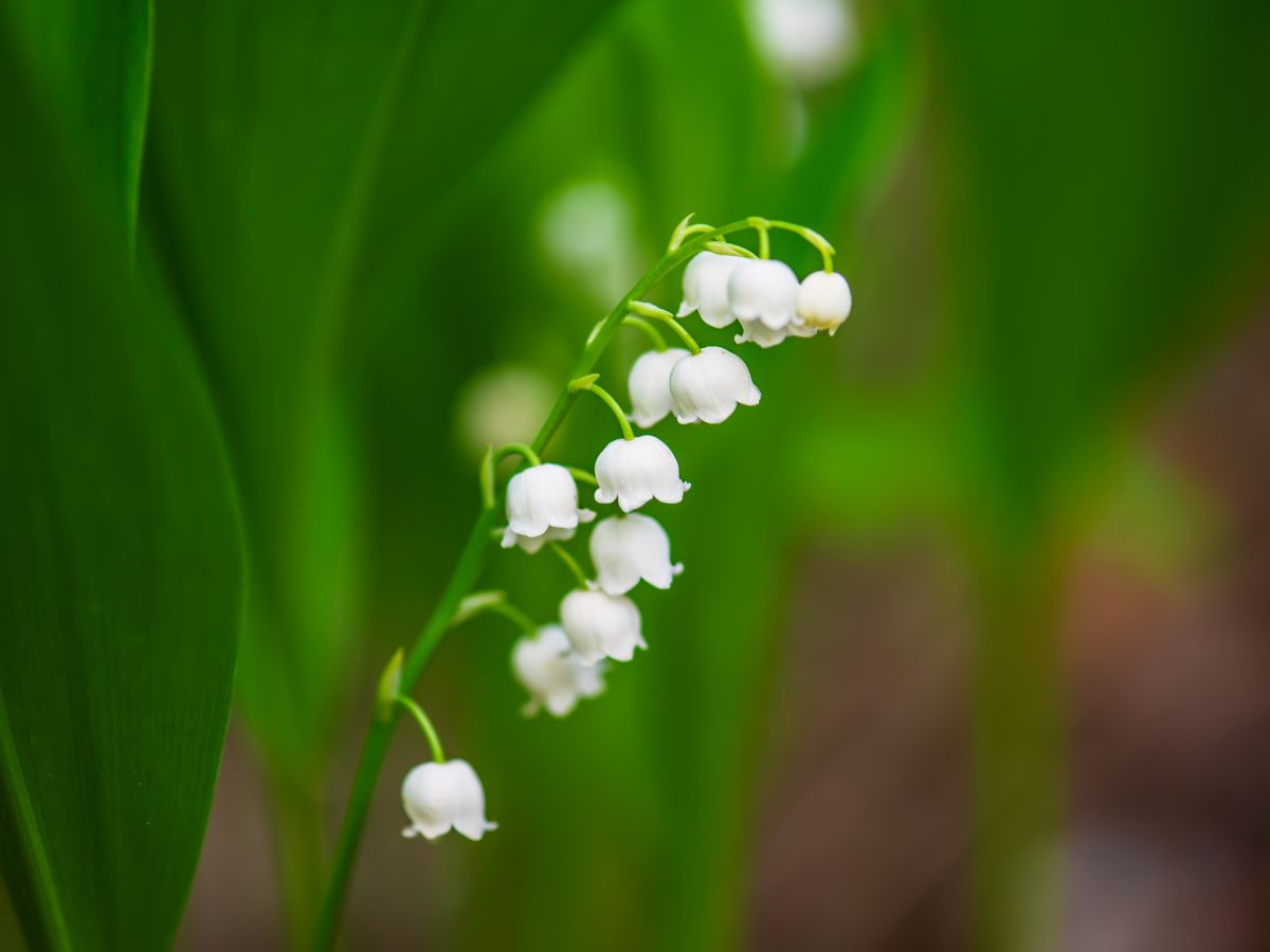 すずらんの花が咲かない原因と咲かせるための対処法｜花後の処理が適切でない