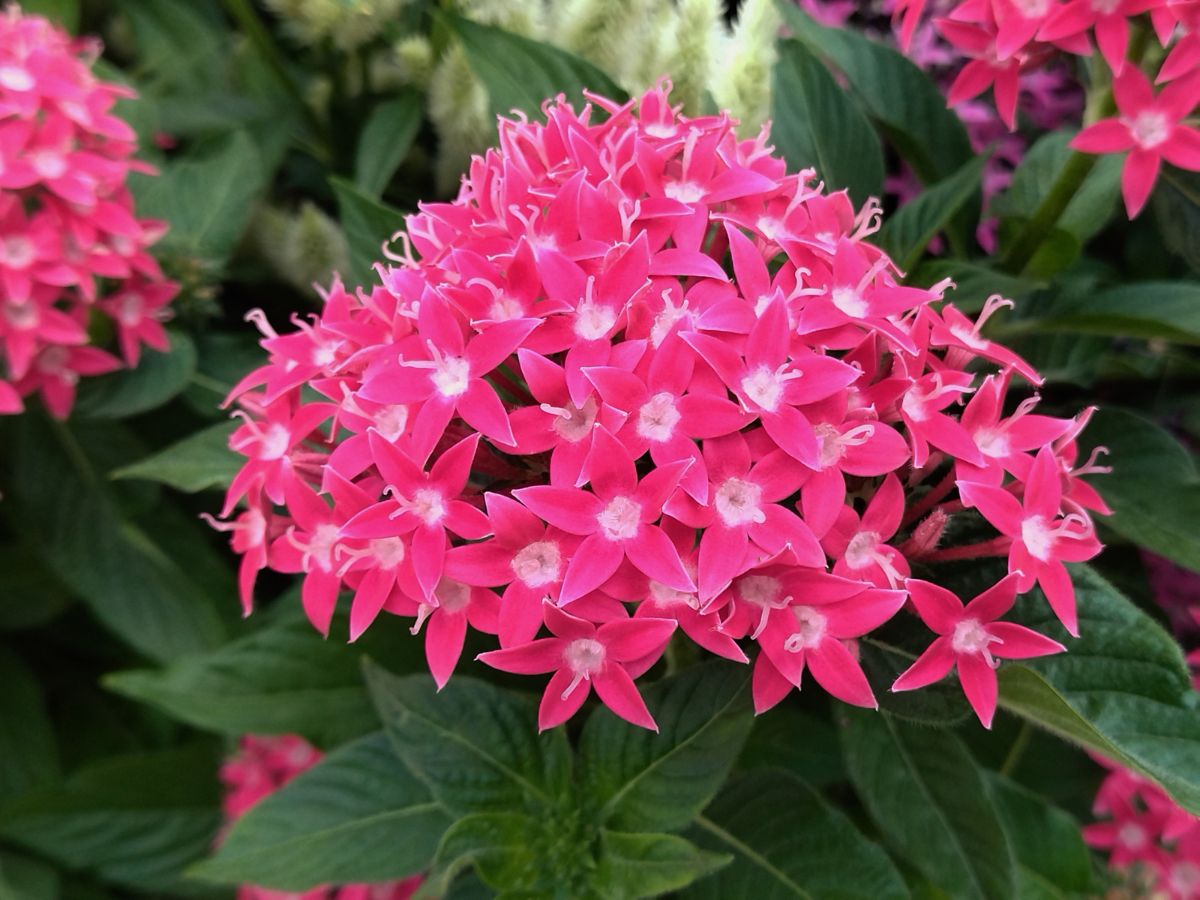 ペンタスの植え付け・植え替え