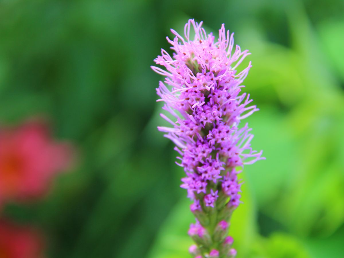 リアトリスの花