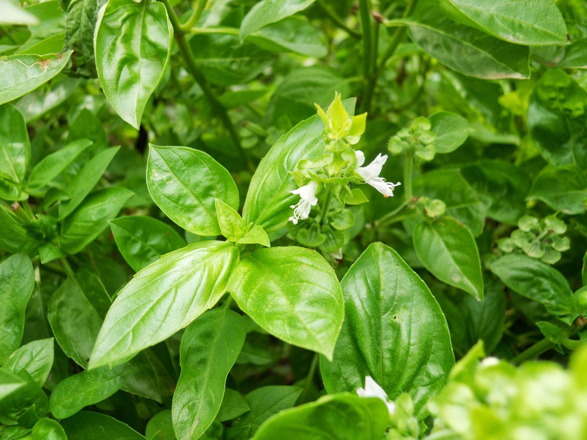 バジルの蕾を摘む