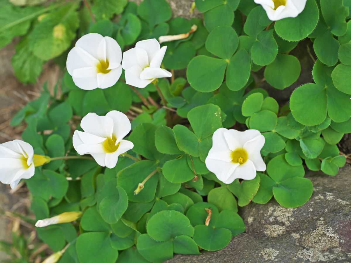 オキザリスを植えてはいけない理由