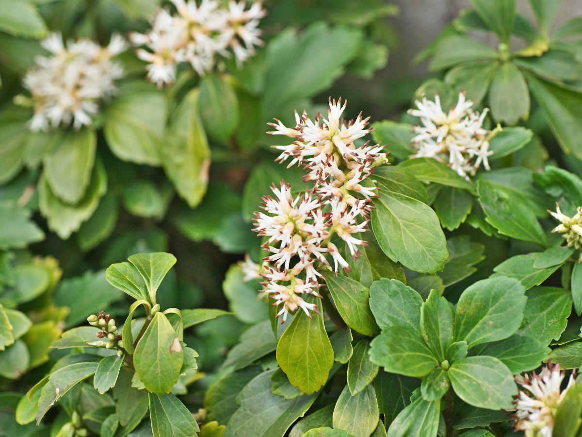 フッキソウを植えるメリット