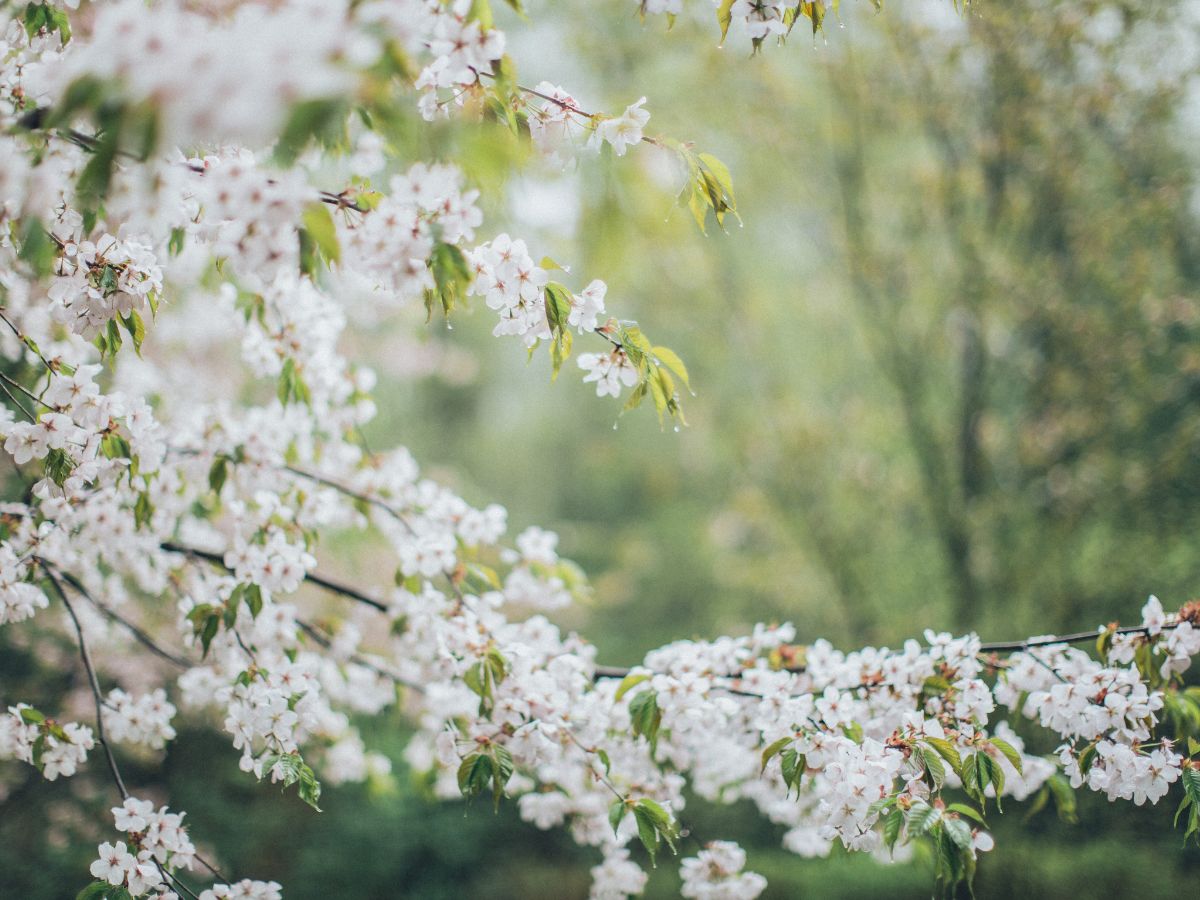 さくらんぼの花が咲かない原因と咲かせるための対処法