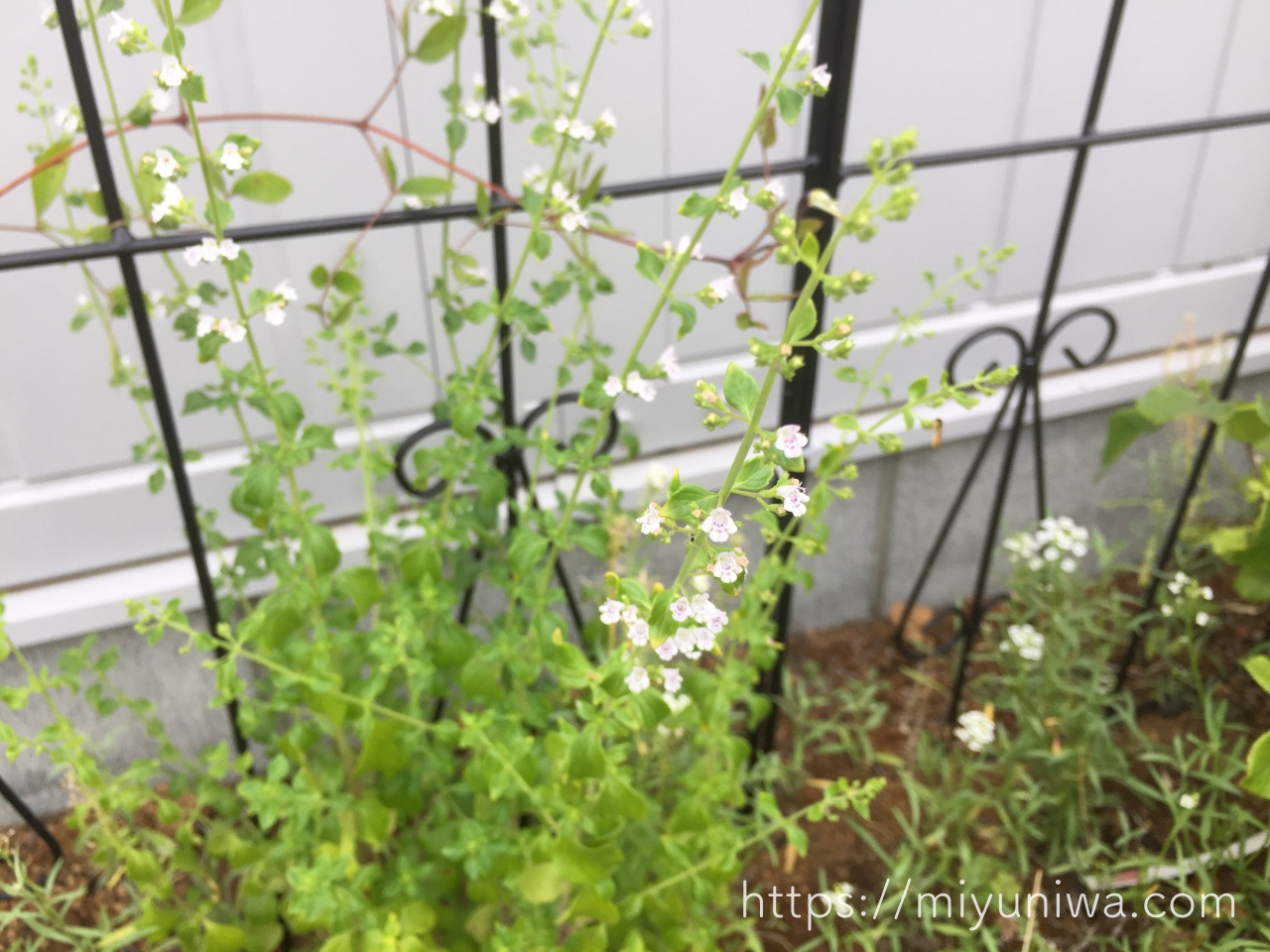 カラミンサの育て方｜購入から植え付けまで