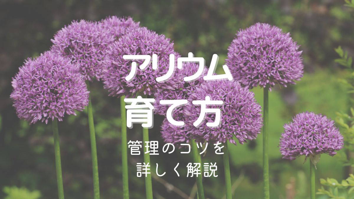 アリウムの育て方と管理のコツを初心者にもわかりやすく解説