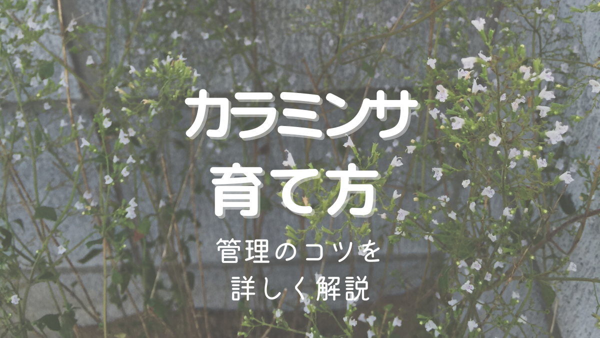 カラミンサの育て方と管理のコツを初心者にもわかりやすく解説