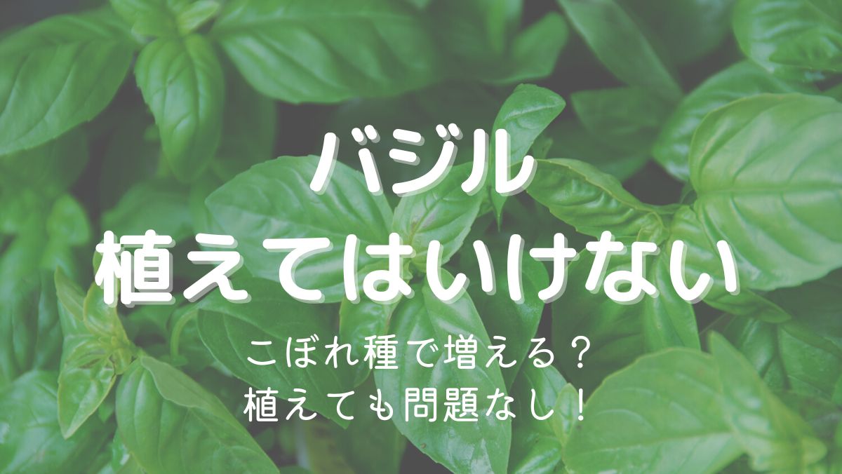 バジルを植えてはいけない理由は増えやすいから？対処法を解説