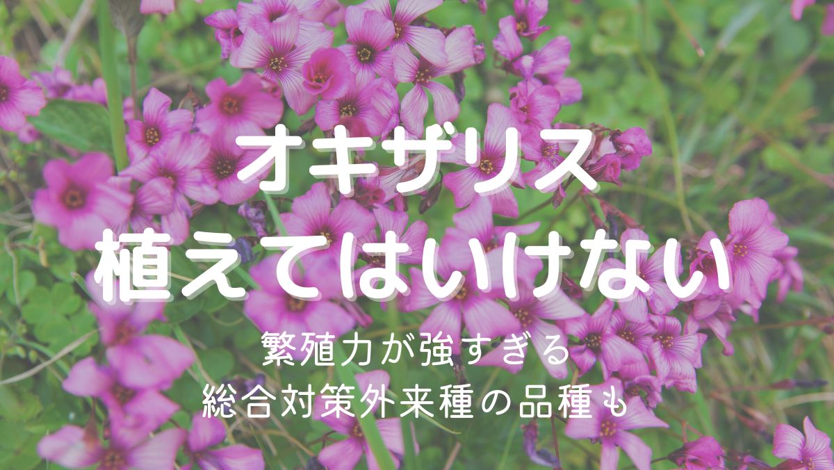 オキザリスを植えてはいけない理由はおそろしい繁殖力！対処法も解説