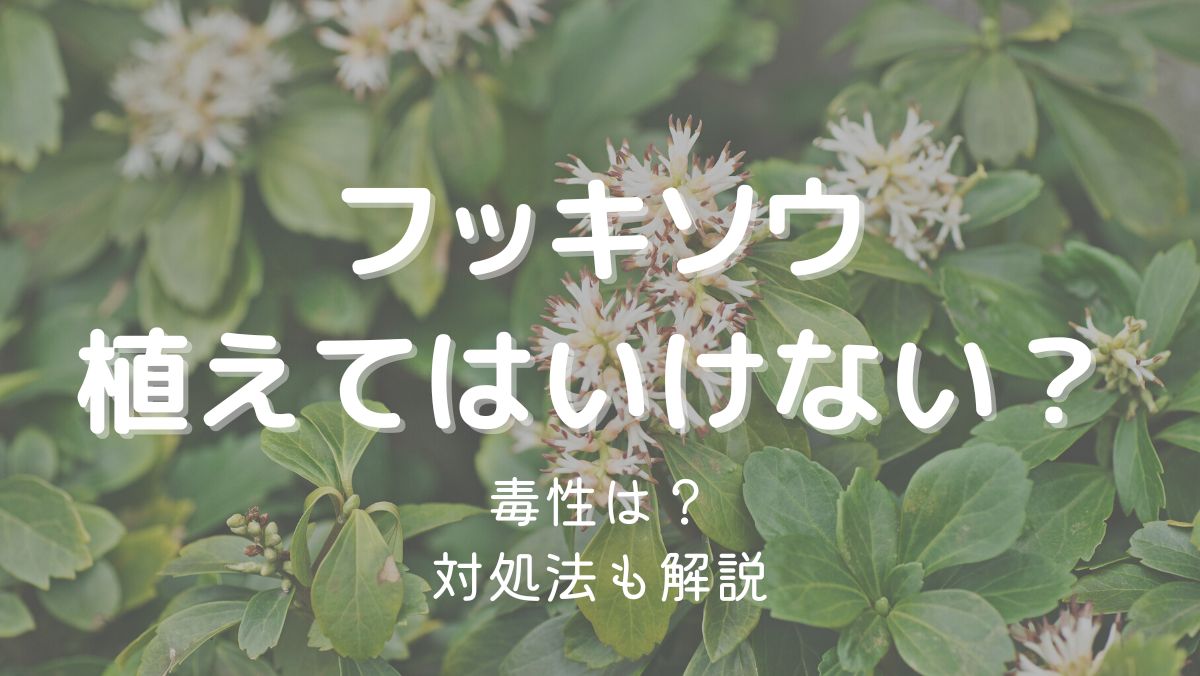 フッキソウを植えてはいけない理由は増えやすいから？植えると良い点を解説