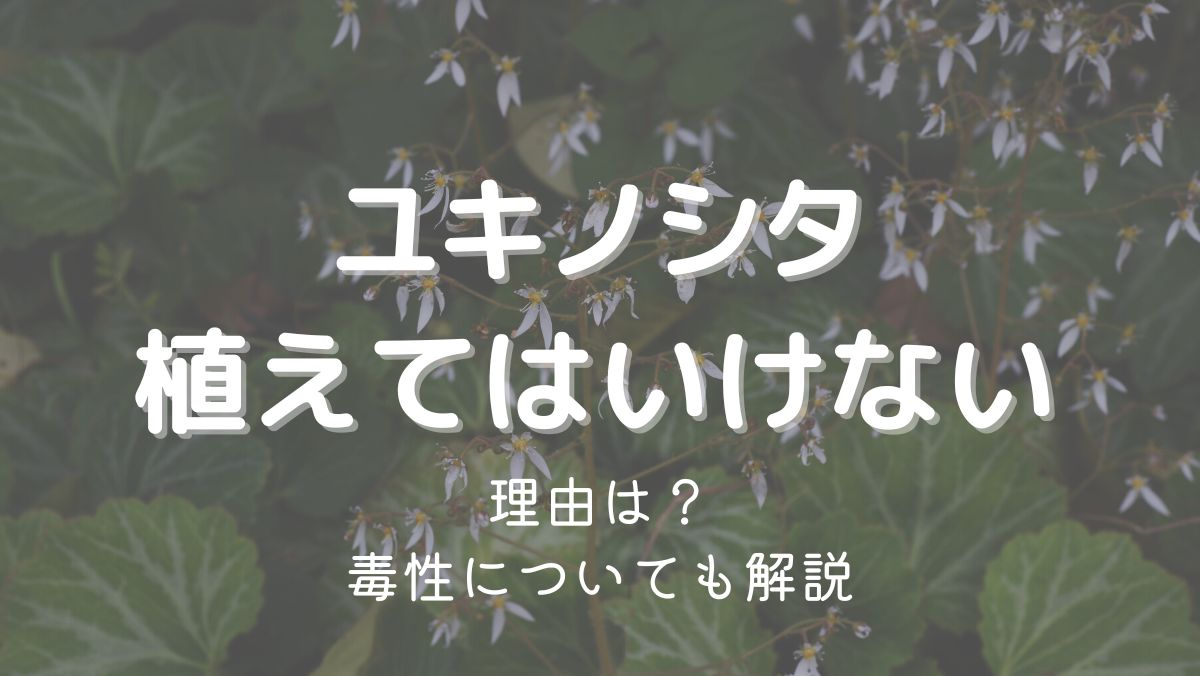 ユキノシタを植えてはいけない理由は増えやすいから！毒性についても解説