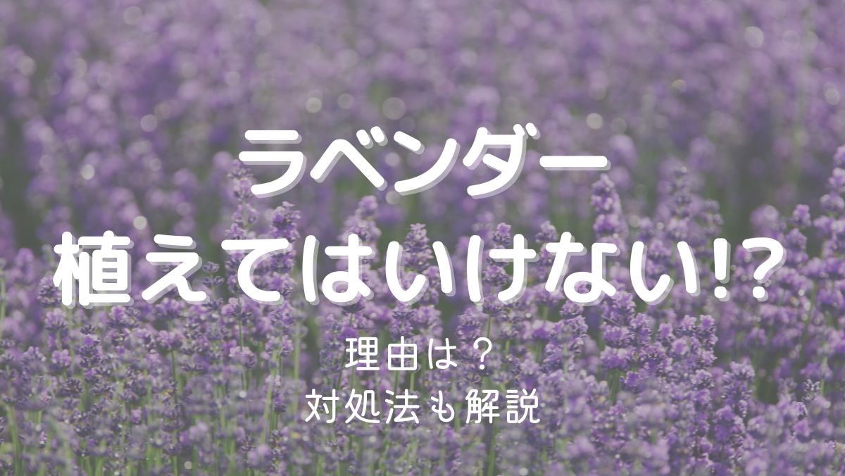 ラベンダーを植えてはいけない理由は大きくなるから！対処法を解説