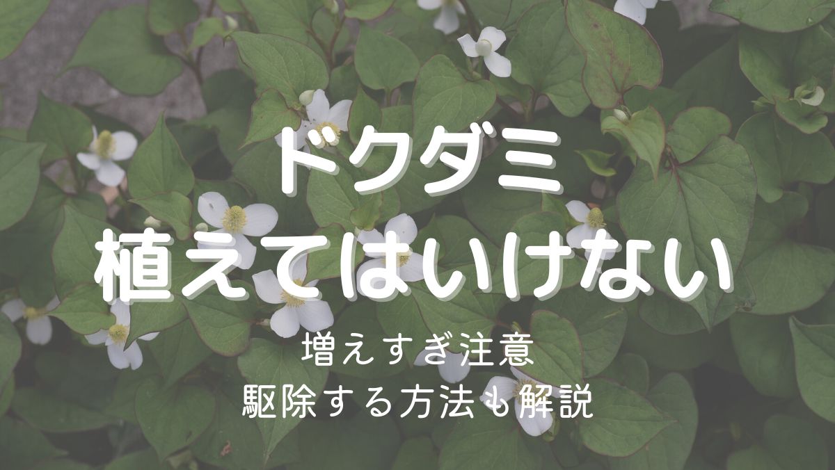 ドクダミを植えてはいけない理由は増えすぎて駆除が大変だから！対処法を解説