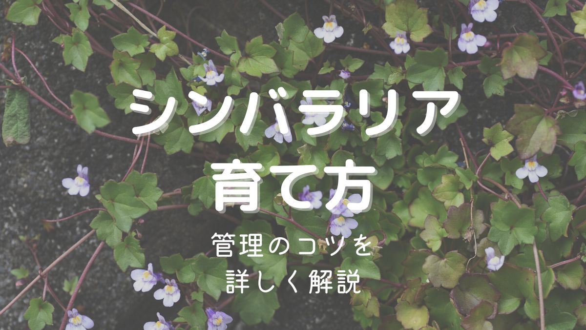 シンバラリアの育て方と管理のコツを初心者にも分かりやすく解説