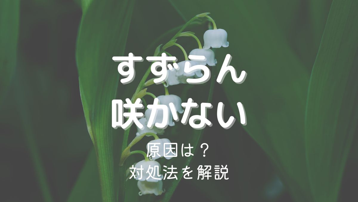 すずらんの花が咲かない原因と咲かせるための対処法をくわしく解説