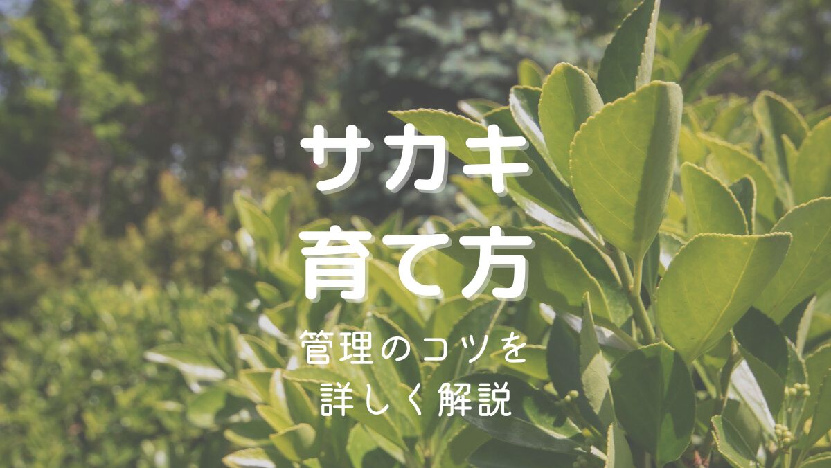 サカキ（榊）の育て方と管理のコツを初心者にも分かりやすく解説