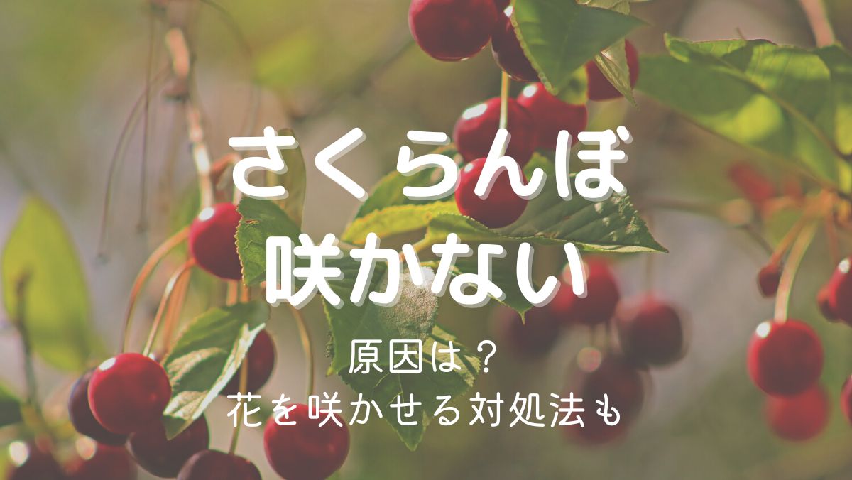 さくらんぼの花が咲かない理由と咲かせるための対処法をくわしく解説