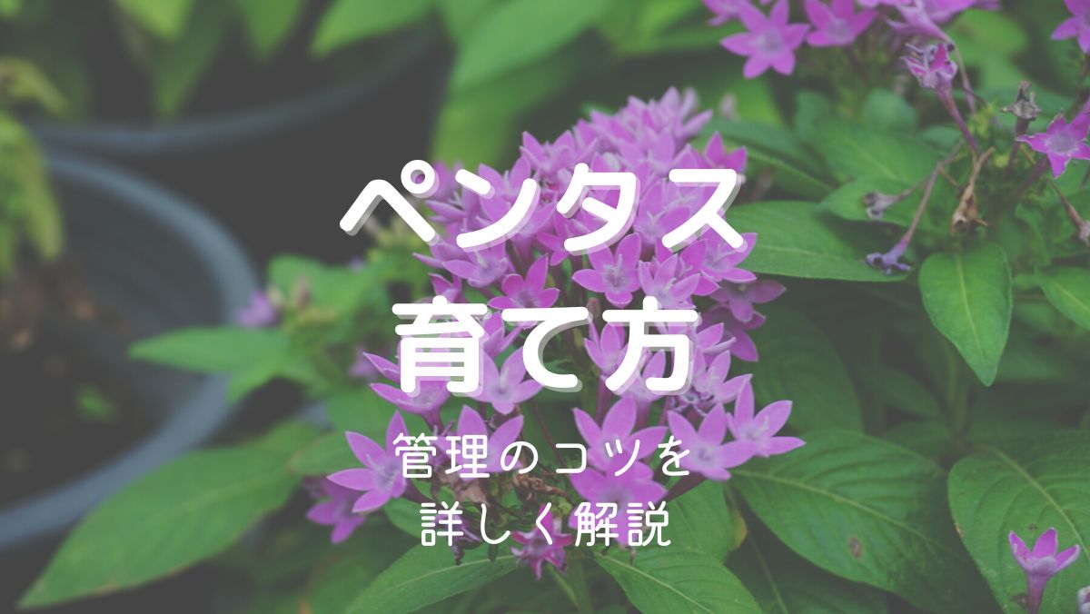 ペンタスの育て方と管理のコツを初心者にも分かりやすく解説