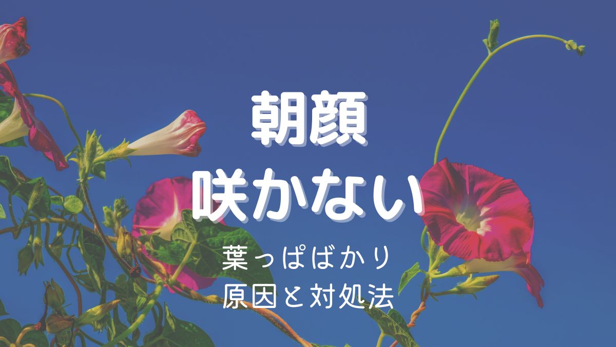 朝顔が葉っぱばかりで花が咲かない原因と咲かせるための対策を詳しく解説！