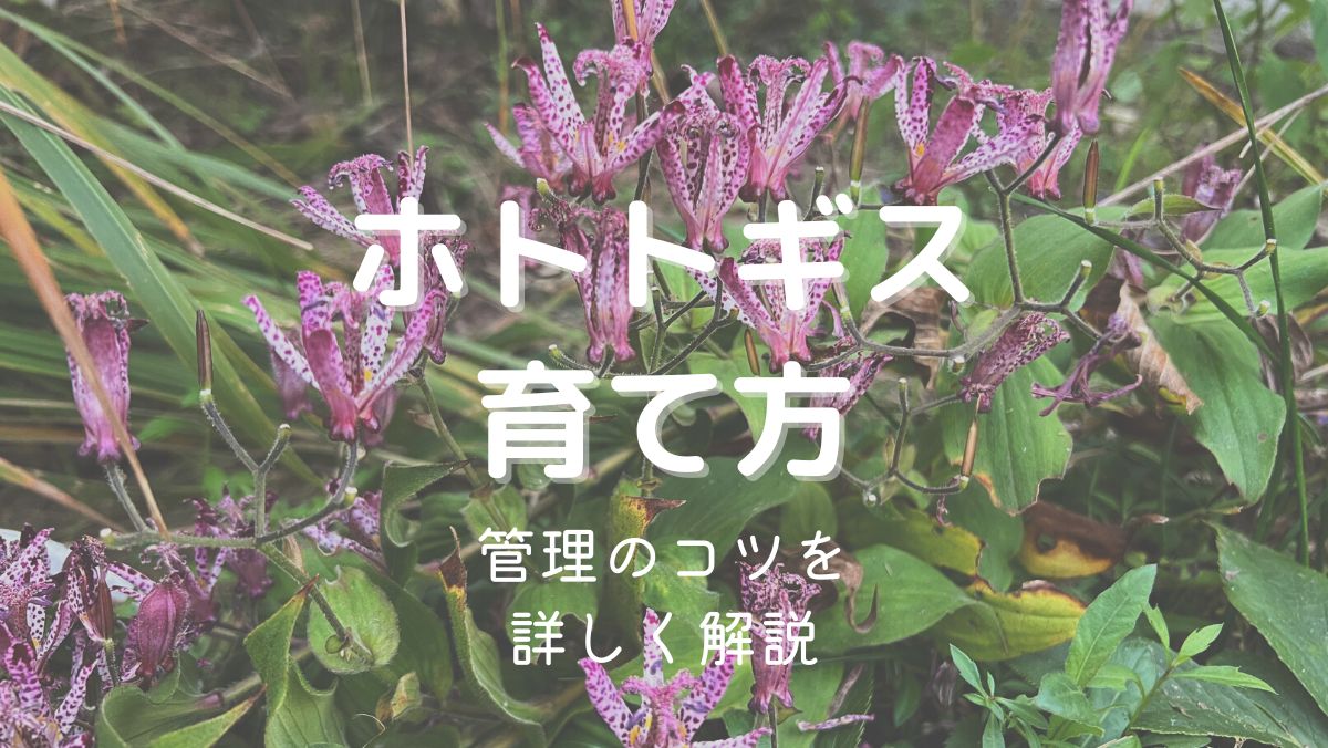 ホトトギスの育て方と管理のコツを初心者にもわかりやすく解説