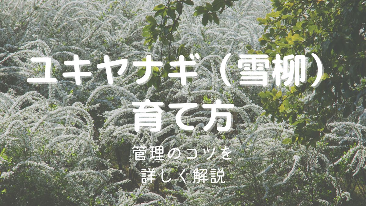 ユキヤナギの育て方と管理のコツを初心者にもわかりやすく解説