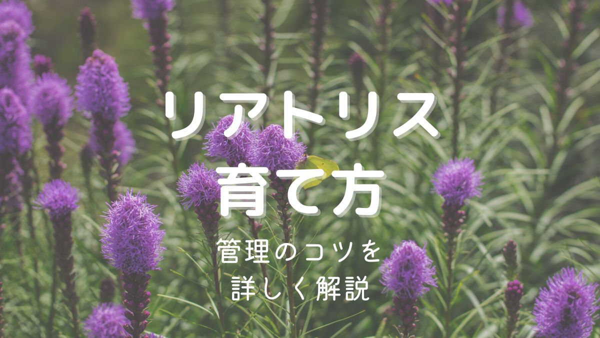 リアトリスの育て方と管理のコツを初心者にも分かりやすく解説