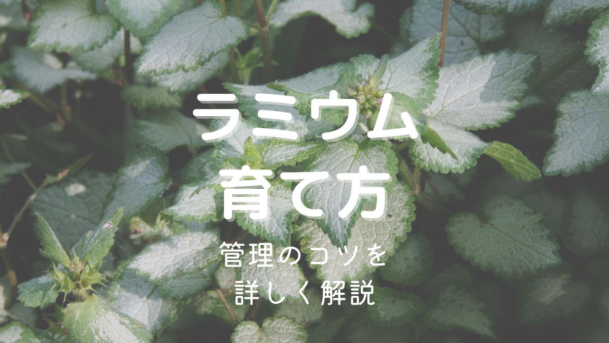 ラミウムの育て方と管理のコツを初心者にもわかりやすく解説