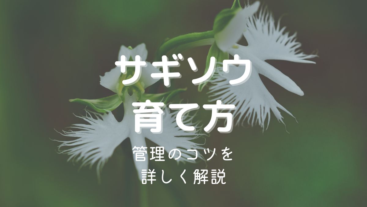 サギソウ（鷺草）の育て方と管理のコツを初心者にも分かりやすく解説