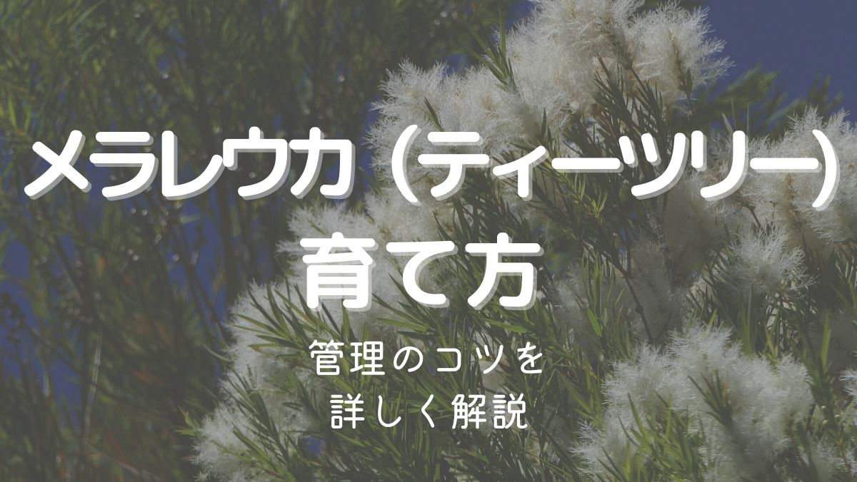 メラレウカ（ティーツリー）の育て方と管理のコツをわかりやすく解説