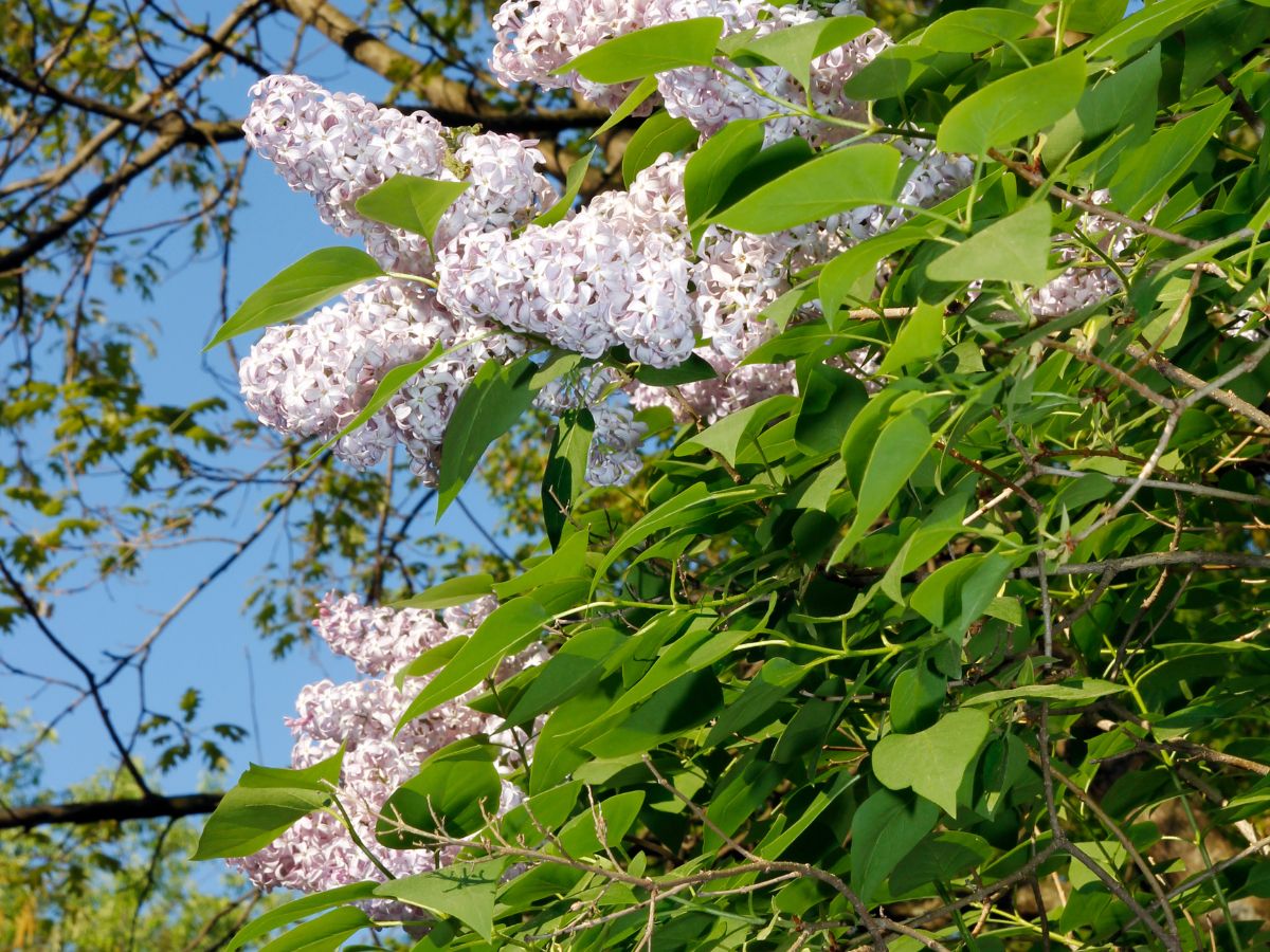 ライラックを植えるときの対処法