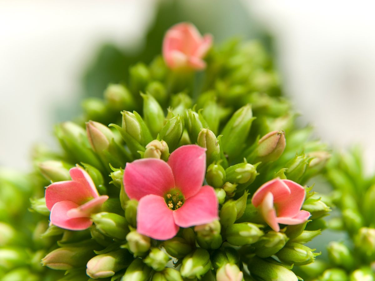 カランコエの花が咲かない原因と咲かせるための対処法：花がら摘みをしていない